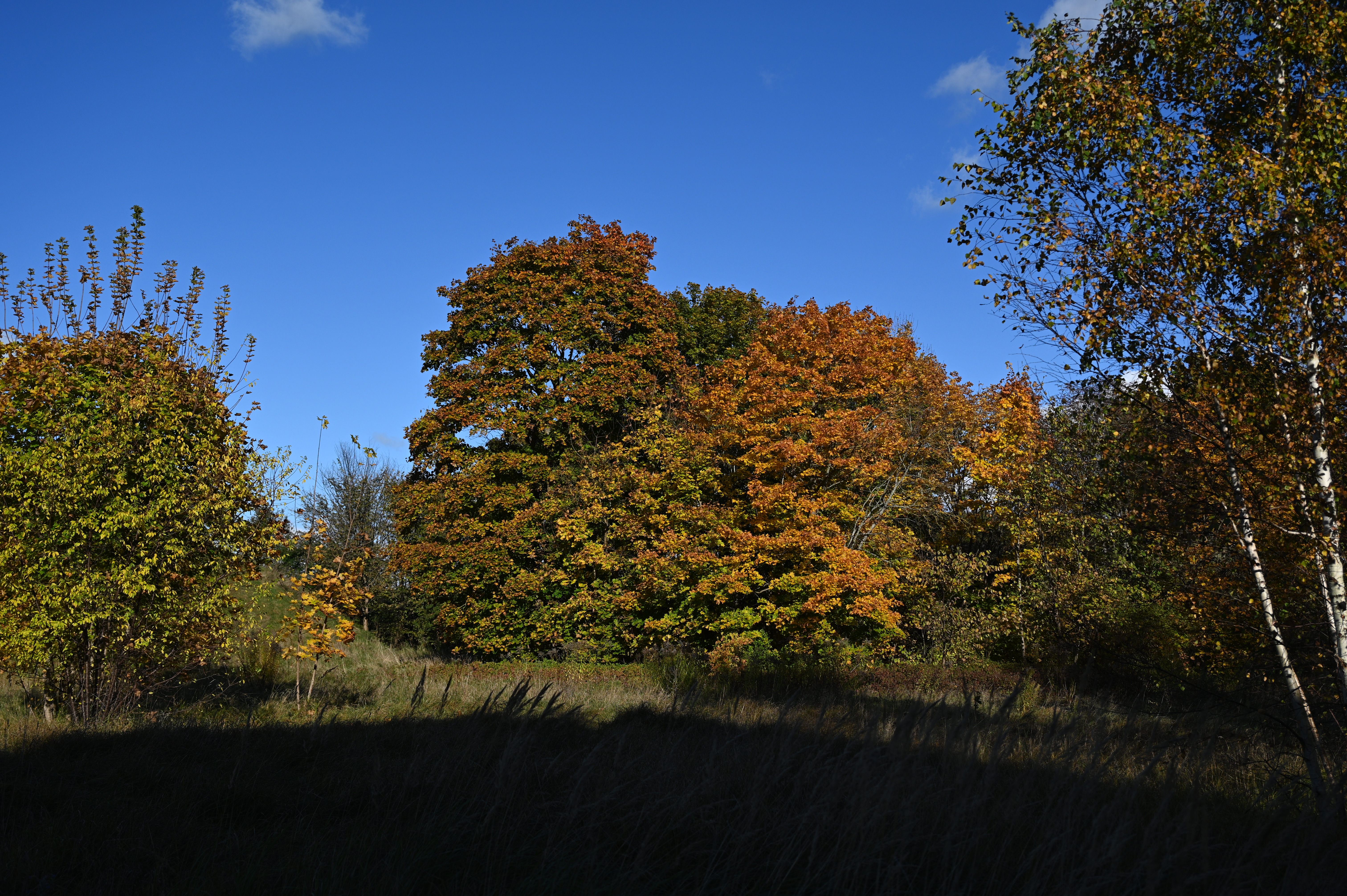 2025/10/18 - walk/DSC_0048.JPG